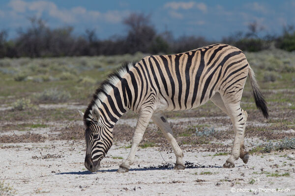 Plains Zebra foraging