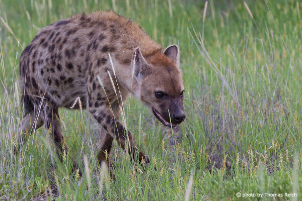 Spotted Hyena speed