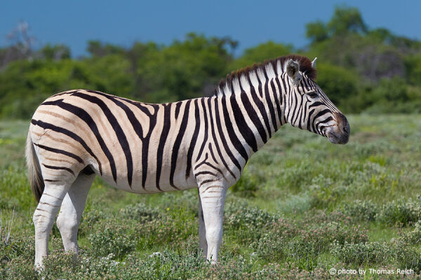 Plains Zebra stripes