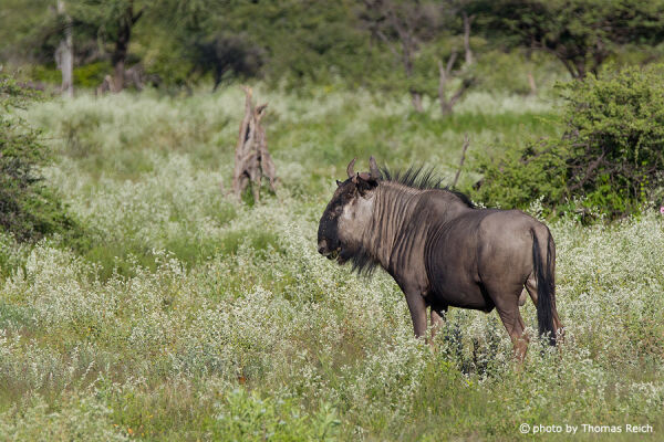 Blue Wildebeest habitat South Africa