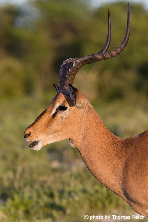 Impala male