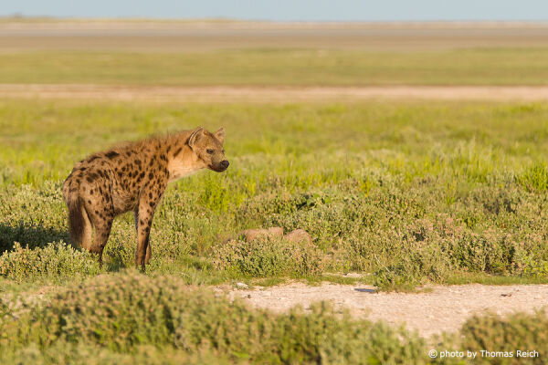 Spotted Hyena in the savannah landscape of Africa