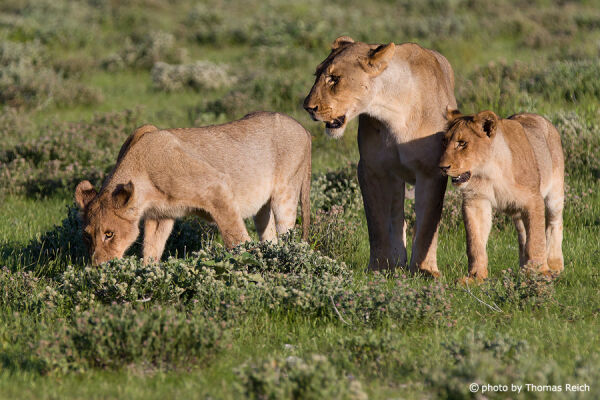 Lion mother with two cubs
