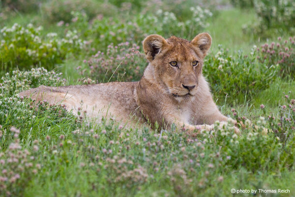 Juvenile Lion in Afrcia