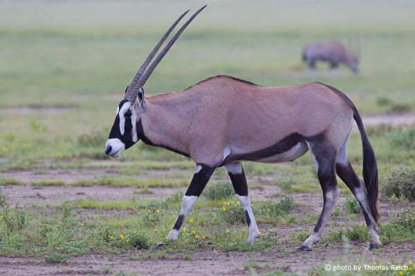 South African Oryx horn, Namibia