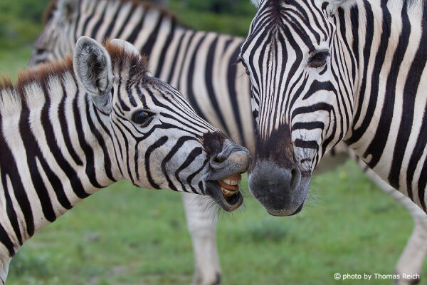 Plains Zebra mother and foal