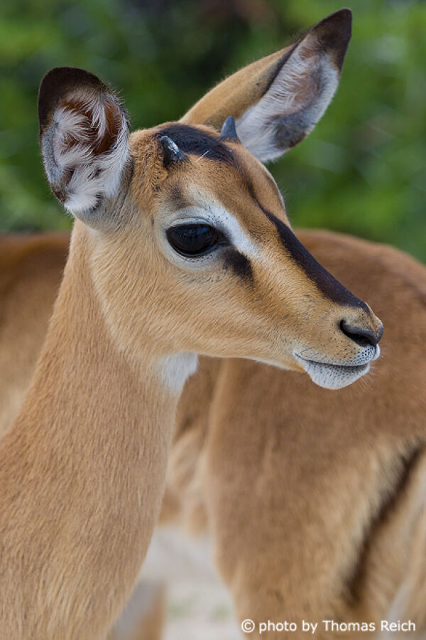 Impala female appearance