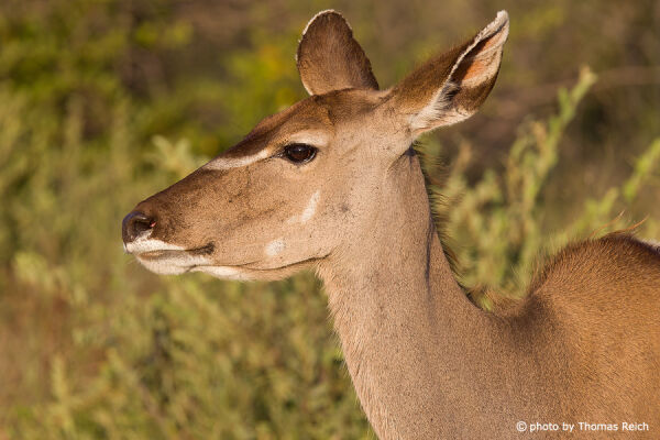 Female Greater Kudu appearance