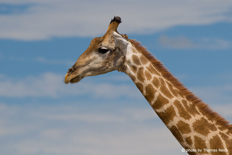 Foto Giraffenhals | Thomas Reich, bilderreich