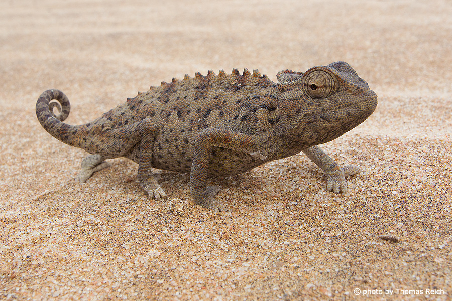 Chamäleon in Sandwüste, Afrika