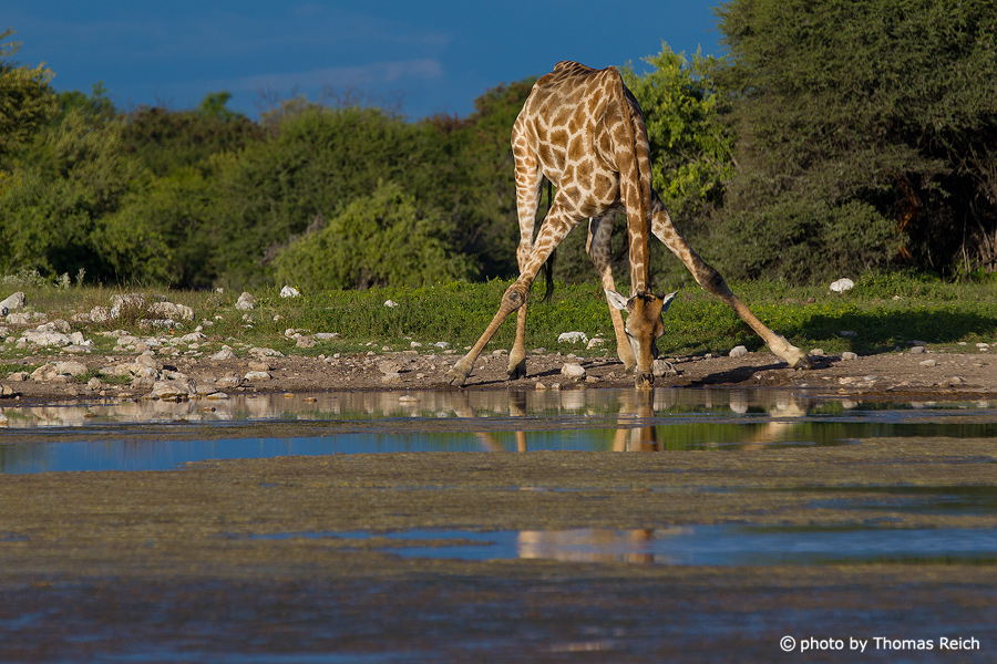 Trinkende Giraffe mit gespreizten Beinen