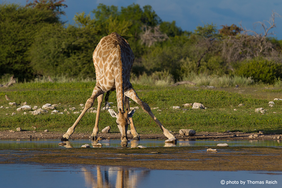 Giraffe in Namibia, Africa