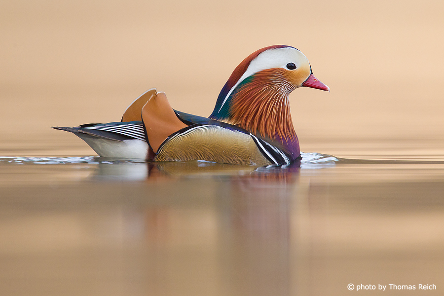 Mandarin Duck male swimming