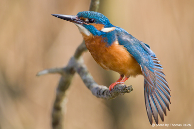 Common Kingfisher stretching wings