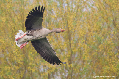 Greylag Goose in flight in autumn