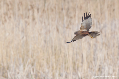 Western Marsh Harrier flying over reeds