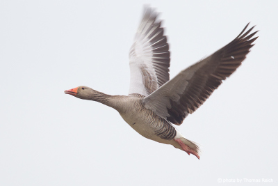 Greylag Goose flight altitude