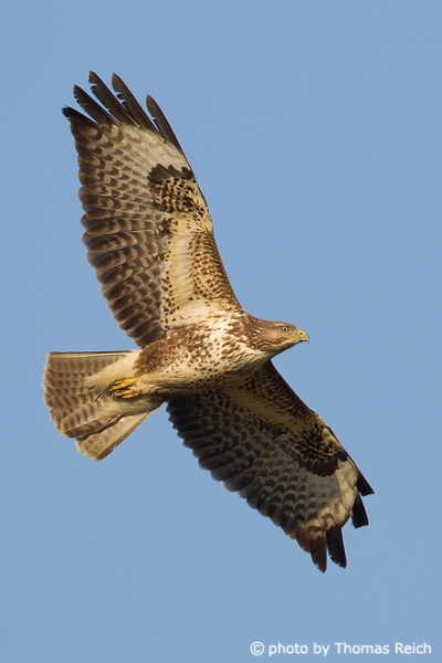 Common Buzzard in flight from below