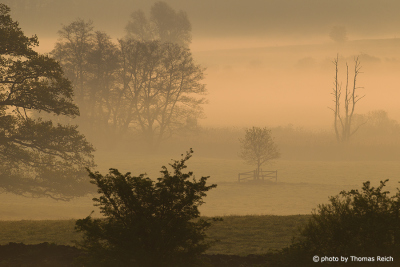 Fog over the meadow