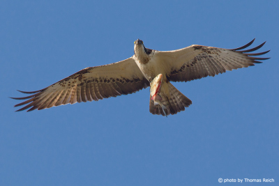 Osprey in flight with prey