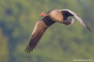 Greylag Goose bird migration