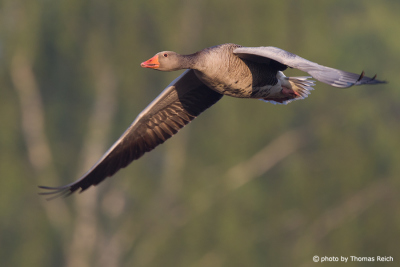 Greylag Goose flying