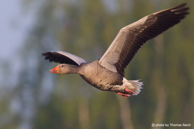Adult Greylag Goose in flight