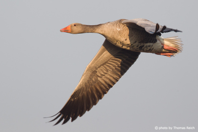 Greylag Goose is a migration bird