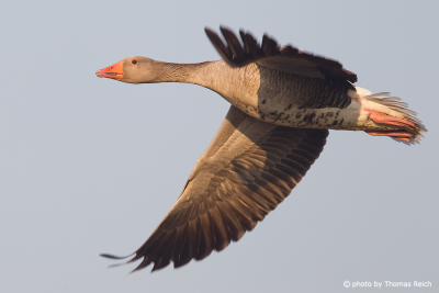 Greylag Goose flying in the sky