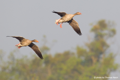 Greylag Goose couple flying