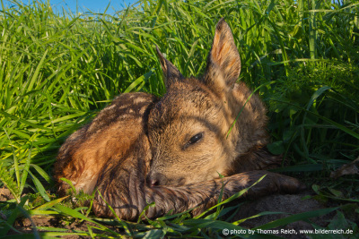 A newborn fawn curled up in the grass