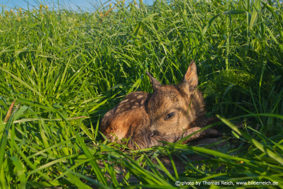 Roe deer fawn lying in the grass