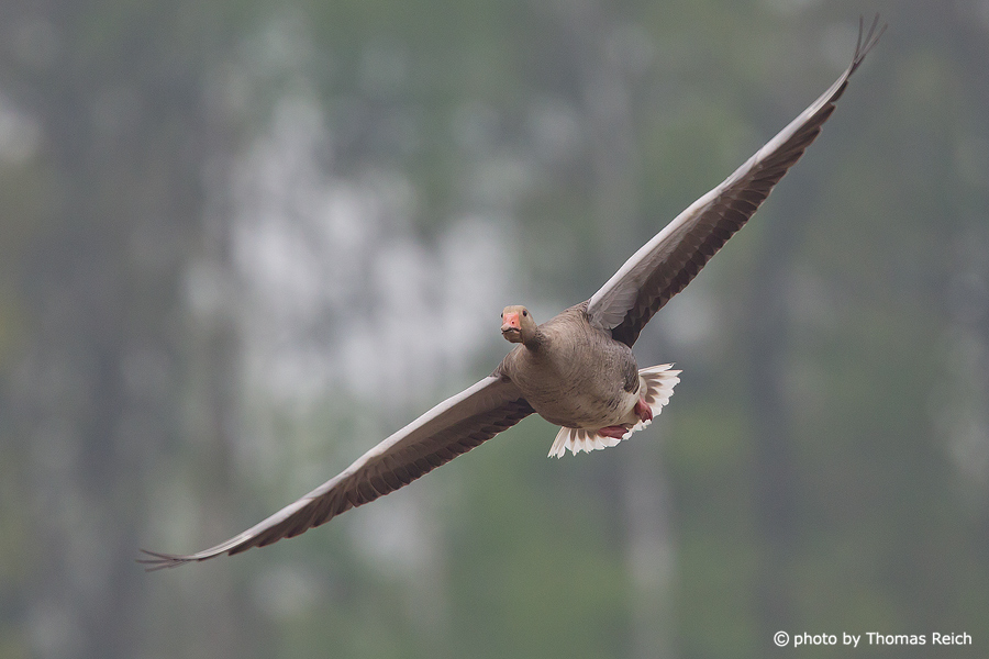 Greylag Goose in flight