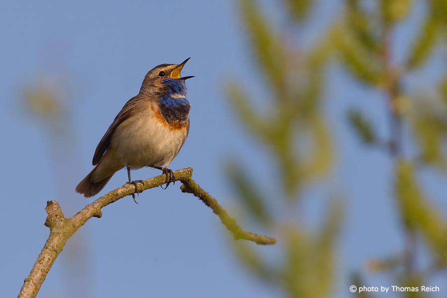Bluethroat in spring time, Germany