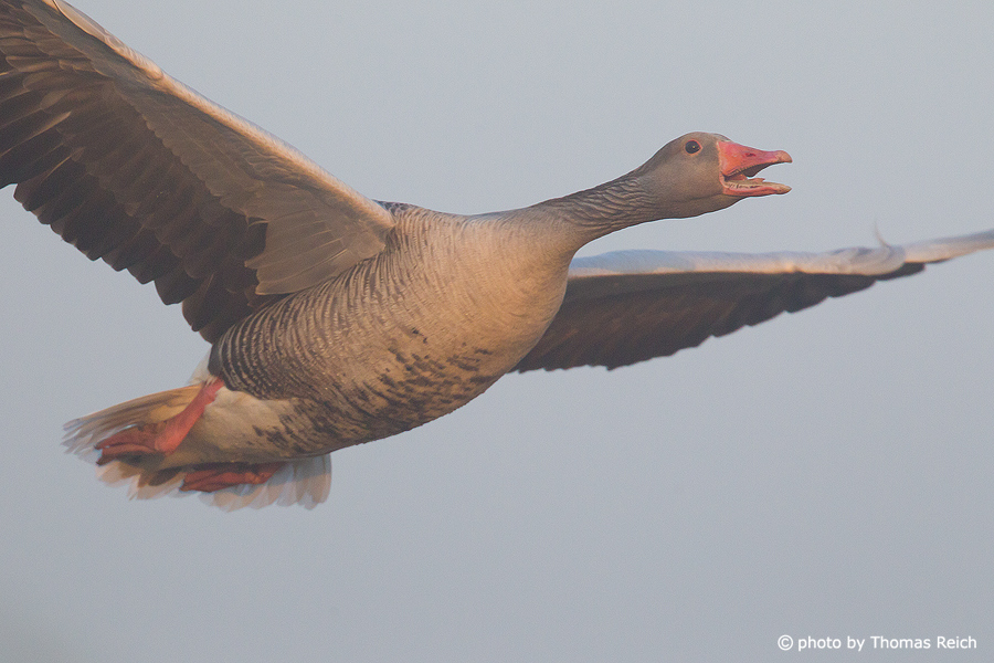 Greylag Goose sound in flight