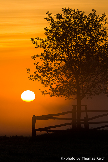 Young Tree with sunrise and fog