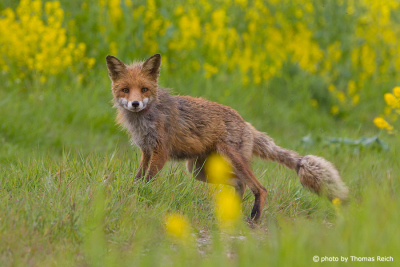 Red Fox female