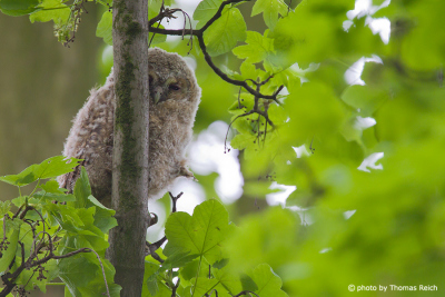 Tawny Owl hiding