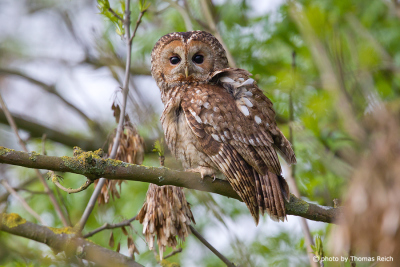 Adult Tawny Owl
