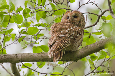 Tawny Owl plumage