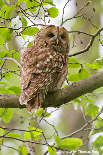 Tawny Owl weight