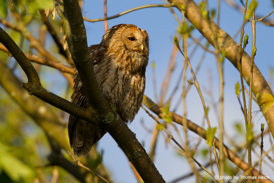 Tawny Owl sitting on a branch