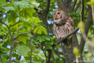 Tawny Owl in the forest