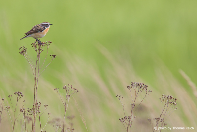 Whinchat bird male