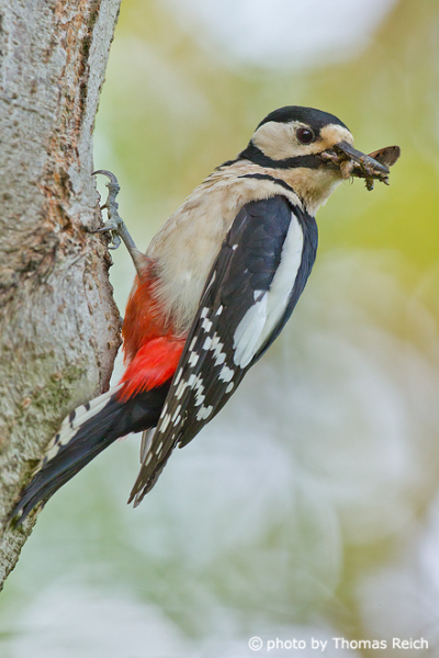 Great Spotted Woodpecker in the garden