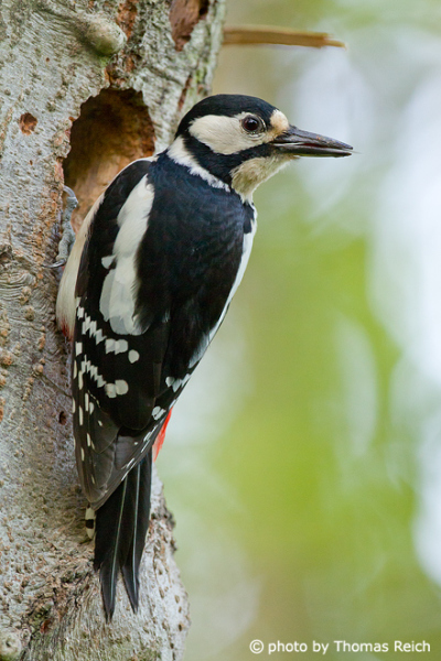 Great Spotted Woodpecker in Germany