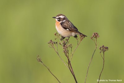 Whinchat male