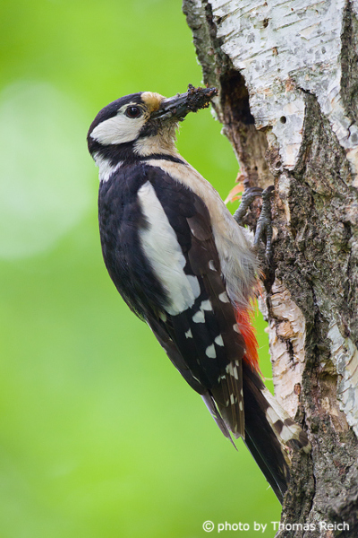 Great Spotted Woodpecker female with insects in beak