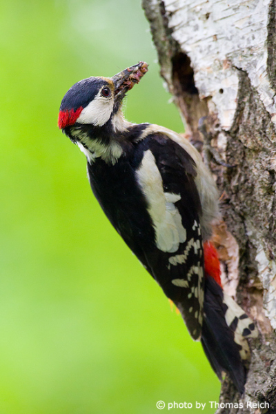 Great Spotted Woodpecker male with ants in beak