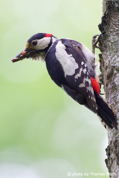 Great Spotted Woodpecker with food in beak